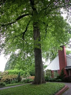 Pin oak