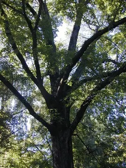 Northern red oak