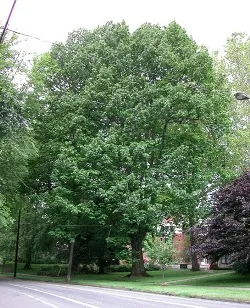 Black oak