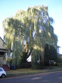 Weeping willow