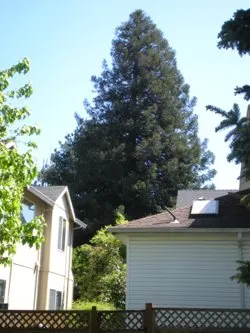 Coast redwood