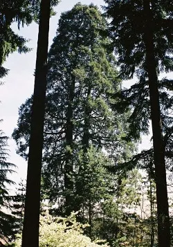 Giant sequoia
