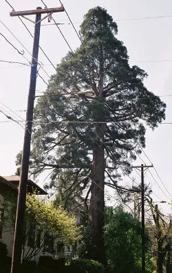 Giant sequoia