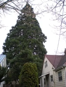 Giant sequoia