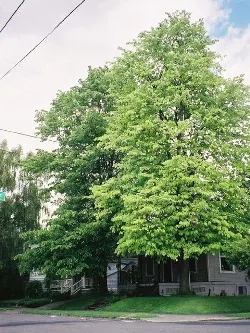 Basswood