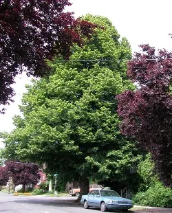 Bigleaf linden