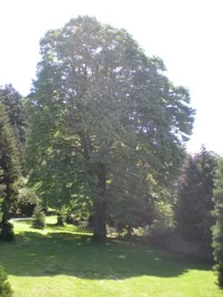 Bigleaf linden