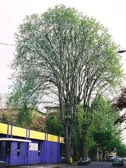American elm