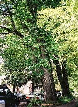 Wych elm