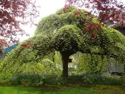 Camperdown elm