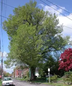 European white elm