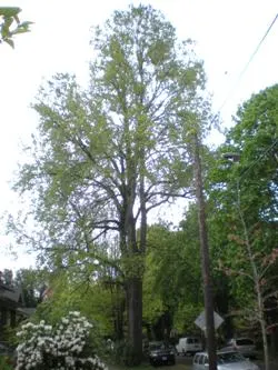 Smoothleaf elm