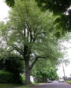 Tartan elm