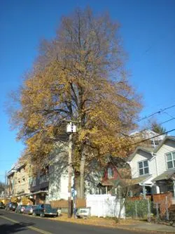 English elm