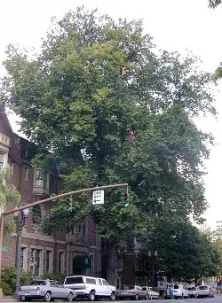 Dutch elm