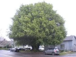 Oregon myrtle