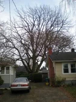 Black walnut